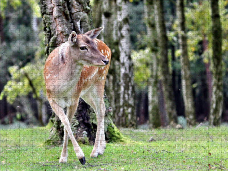 Der Sikahirsch - Der kleine Asiat in unseren Wäldern