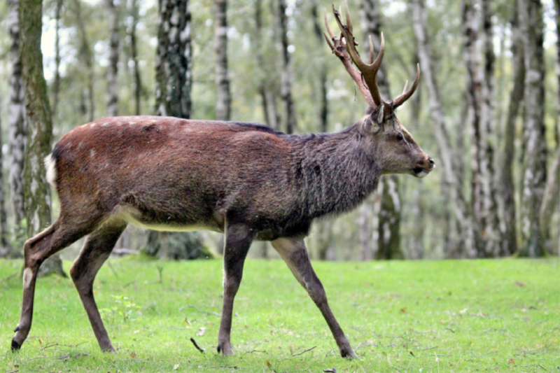 Der Sikahirsch - Der kleine Asiat in unseren Wäldern