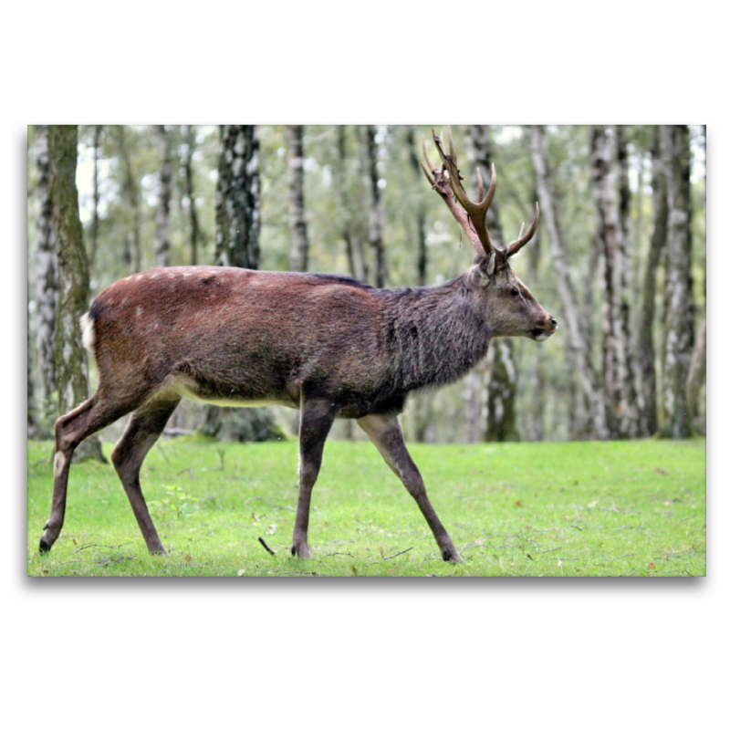 Der Sikahirsch - Der kleine Asiat in unseren Wäldern