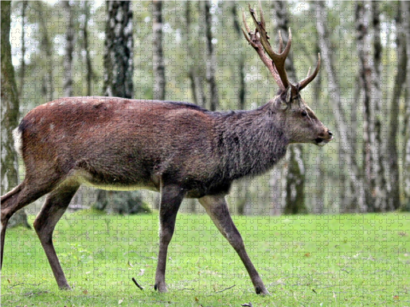 Der Sikahirsch - Der kleine Asiat in unseren Wäldern