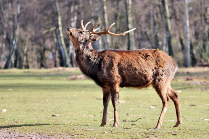 Der Sikahirsch - Der kleine Asiat in unseren Wäldern