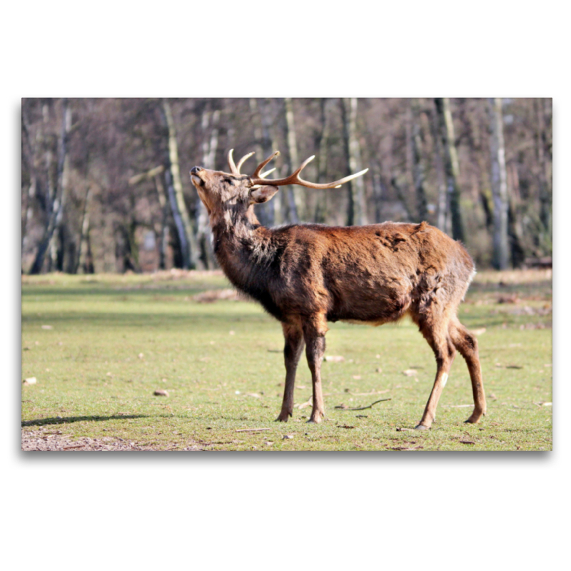 Der Sikahirsch - Der kleine Asiat in unseren Wäldern