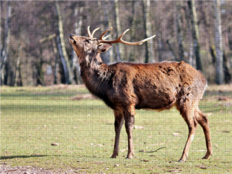 Der Sikahirsch - Der kleine Asiat in unseren Wäldern