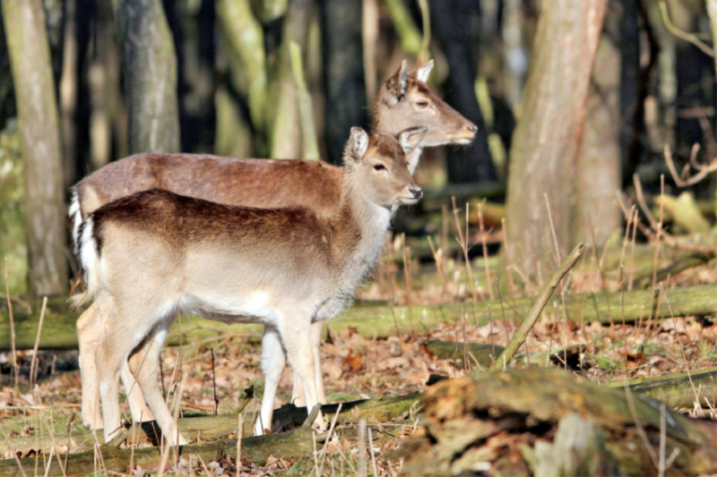 Der Sikahirsch - Der kleine Asiat in unseren Wäldern