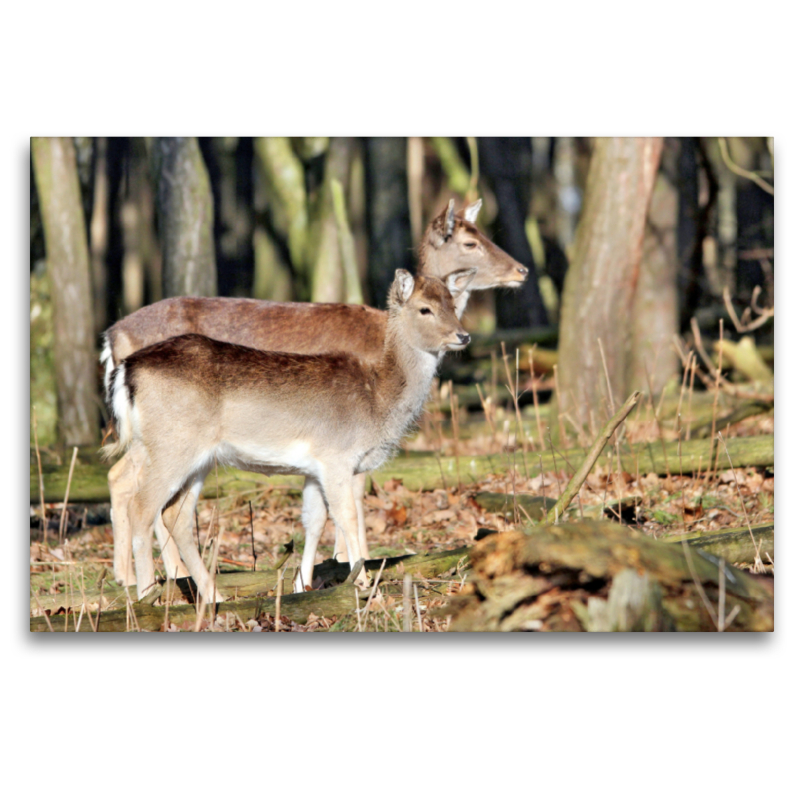 Der Sikahirsch - Der kleine Asiat in unseren Wäldern