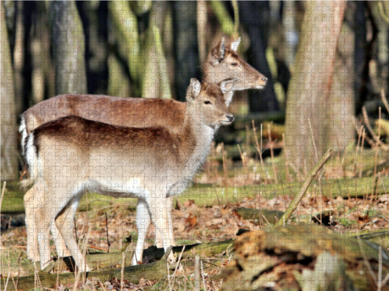 Der Sikahirsch - Der kleine Asiat in unseren Wäldern