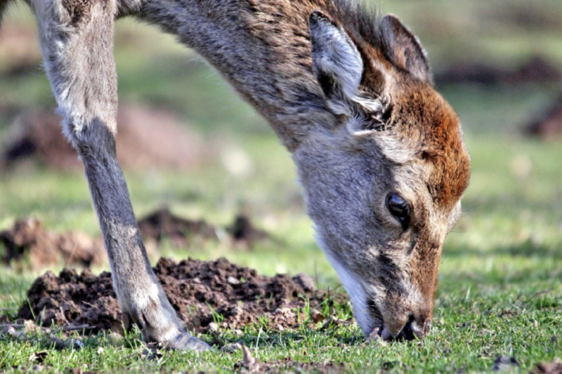 Der Sikahirsch - Der kleine Asiat in unseren Wäldern