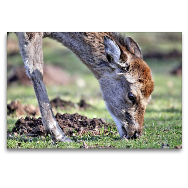 Der Sikahirsch - Der kleine Asiat in unseren Wäldern