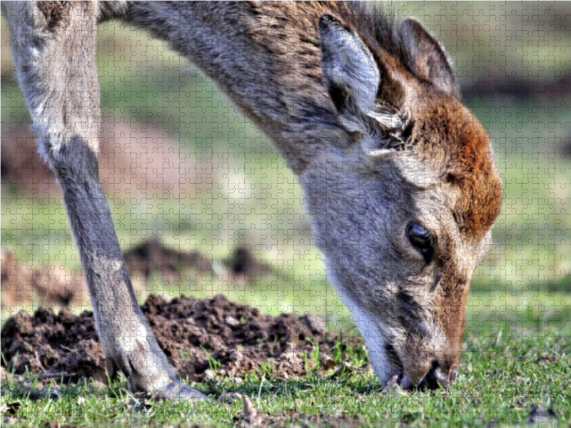 Der Sikahirsch - Der kleine Asiat in unseren Wäldern