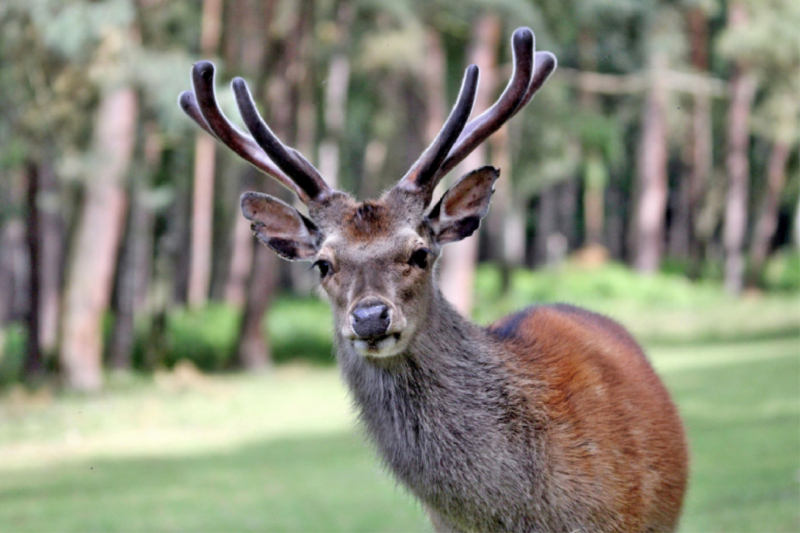 Der Sikahirsch - Der kleine Asiat in unseren Wäldern