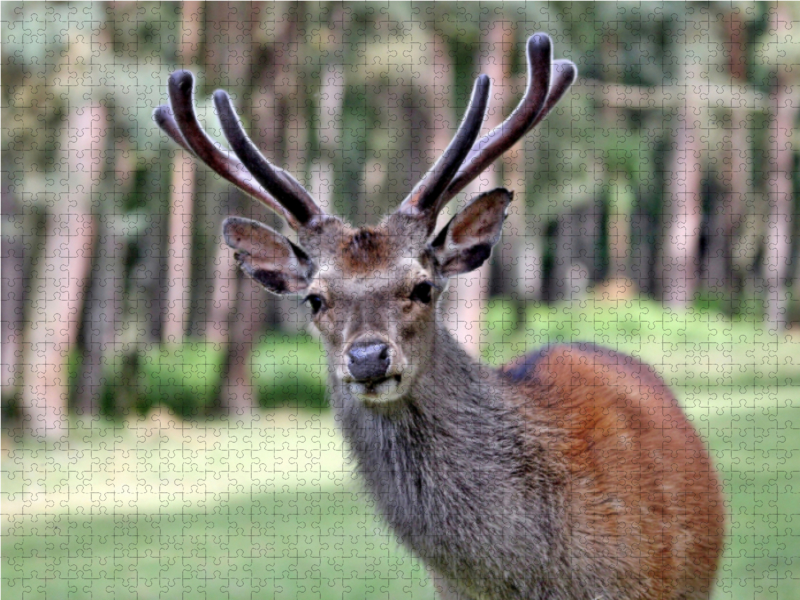 Der Sikahirsch - Der kleine Asiat in unseren Wäldern