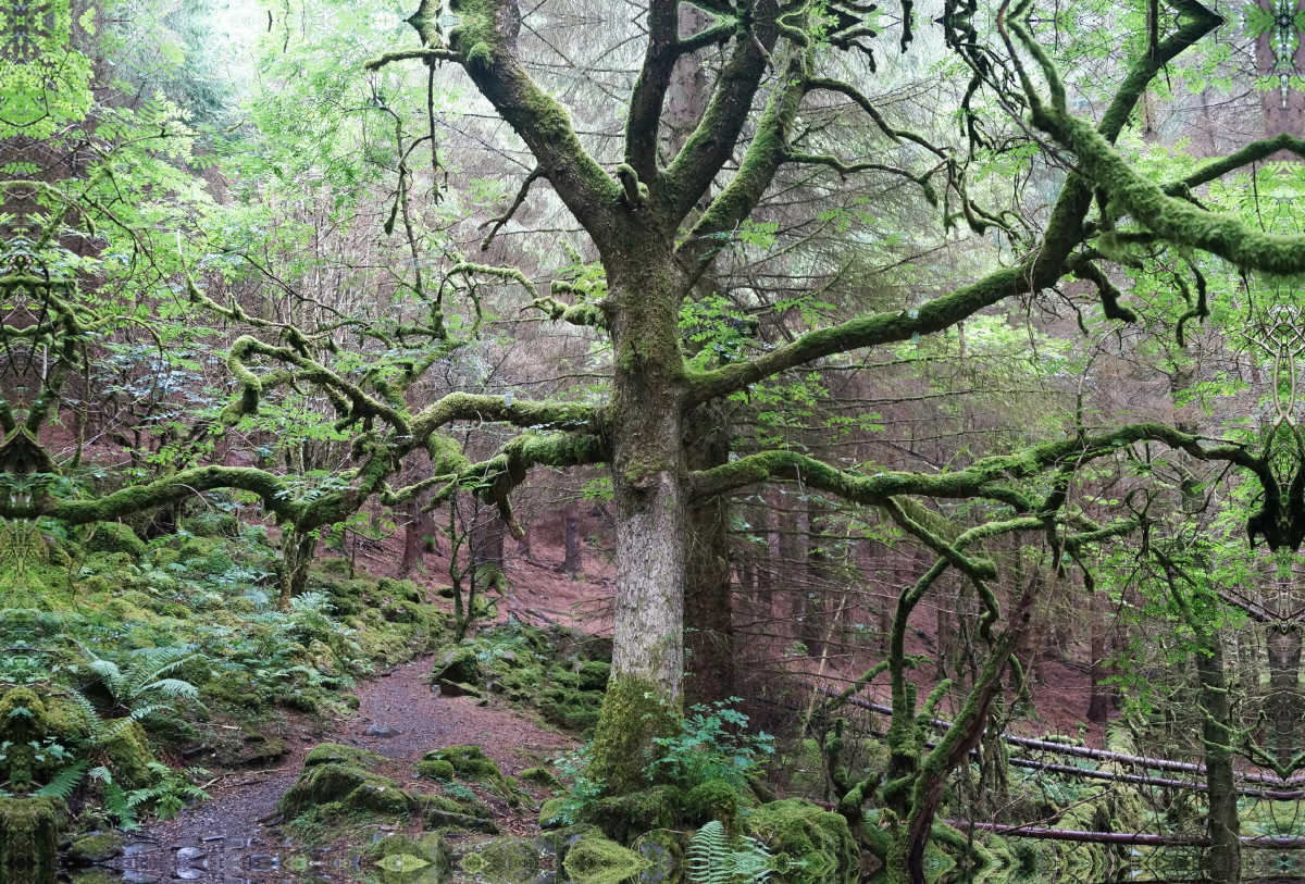 Moosbewachsener Wald am Llyn Crafnant und Llyn Geirionydd in Wales