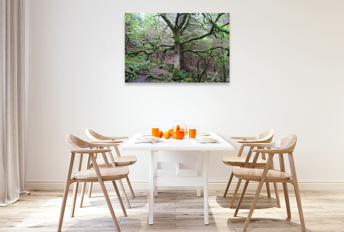 Moosbewachsener Wald am Llyn Crafnant und Llyn Geirionydd in Wales