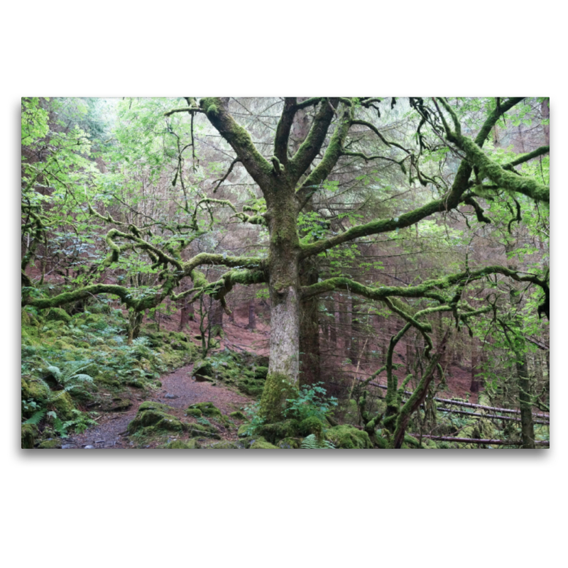 Moosbewachsener Wald am Llyn Crafnant und Llyn Geirionydd in Wales