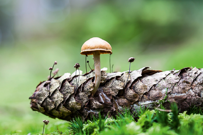 Pilz wächst aus Fichtenzapfen