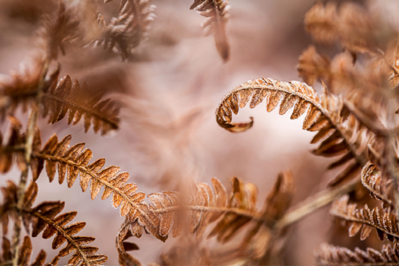 Wurmfarn (Dryopteris filix-mas)