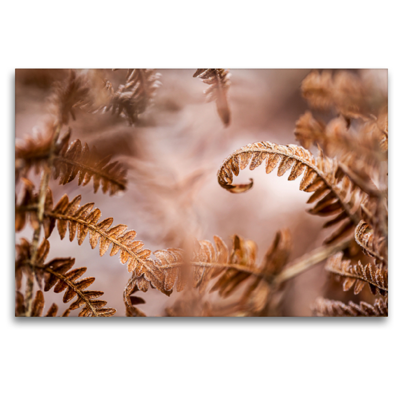 Wurmfarn (Dryopteris filix-mas)