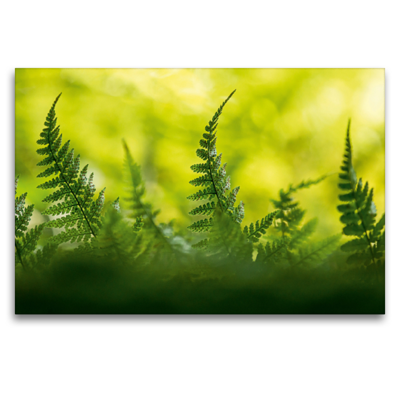 Wurmfarn (Dryopteris filix-mas)