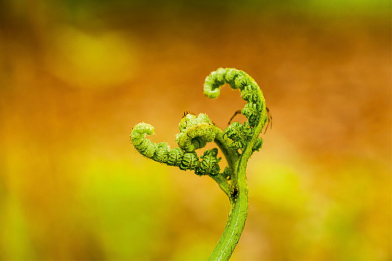 Adlerfarn (Pteridium aquilinum)