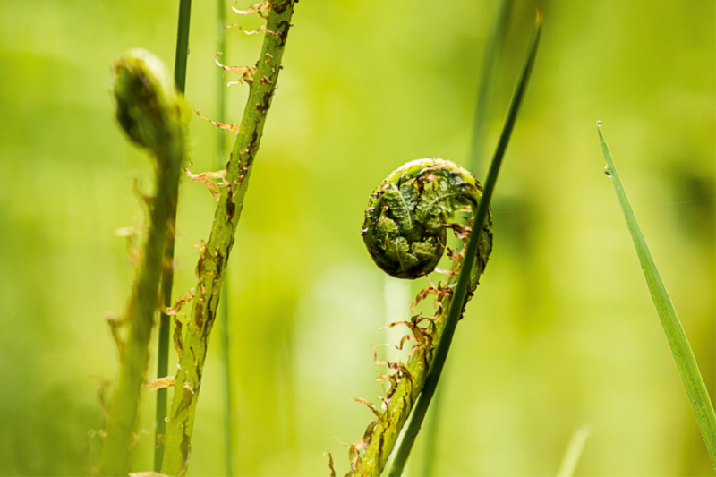 Wurmfarn (Dryopteris filix-mas)