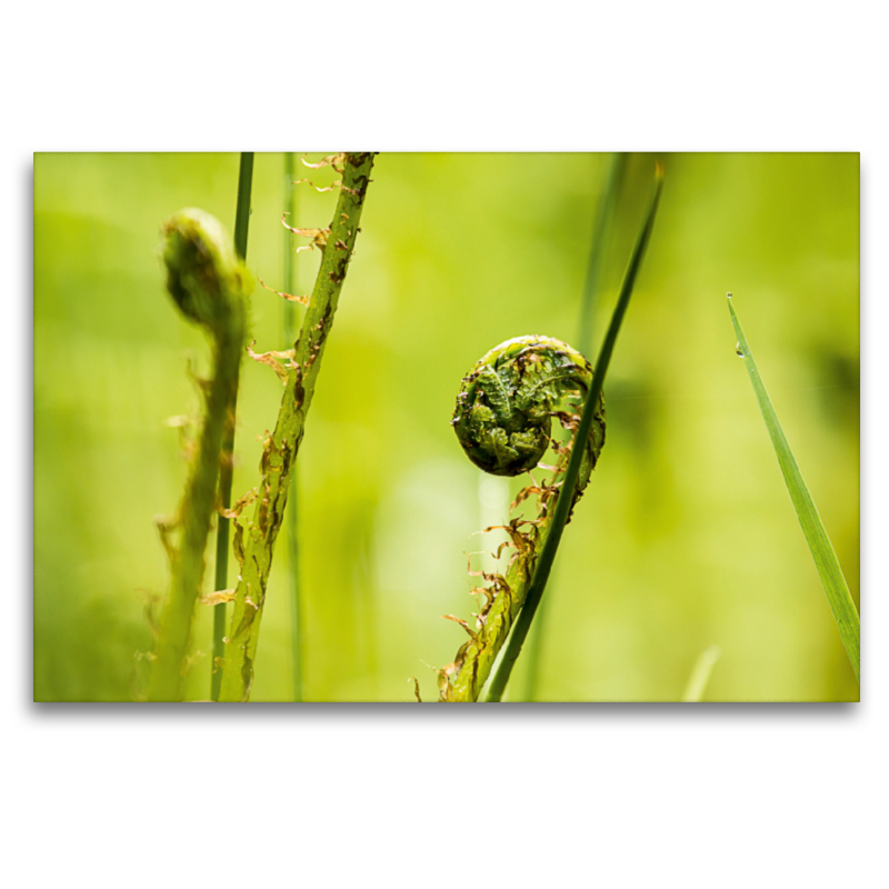 Wurmfarn (Dryopteris filix-mas)