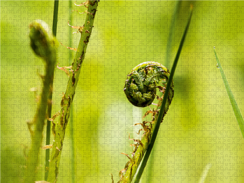 Wurmfarn (Dryopteris filix-mas)