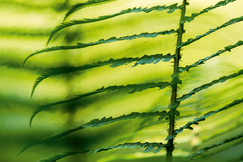 Wurmfarn (Dryopteris filix-mas)