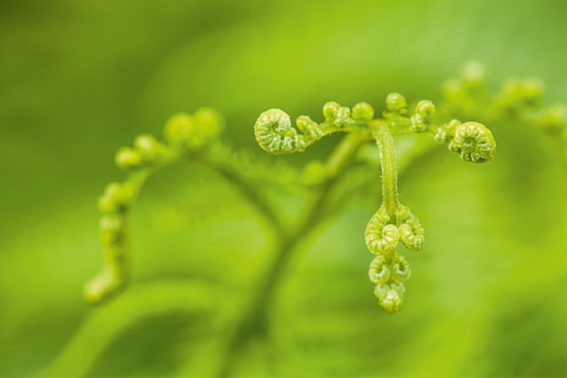 Adlerfarn (Pteridium aquilinum)