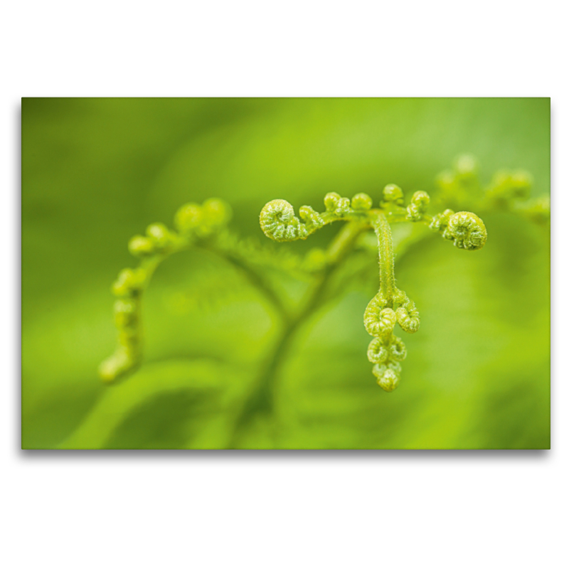 Adlerfarn (Pteridium aquilinum)