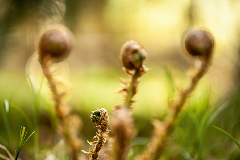 Wurmfarn (Dryopteris filix-mas)