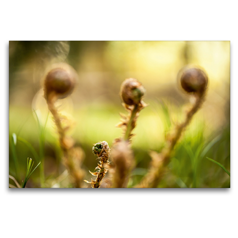 Wurmfarn (Dryopteris filix-mas)