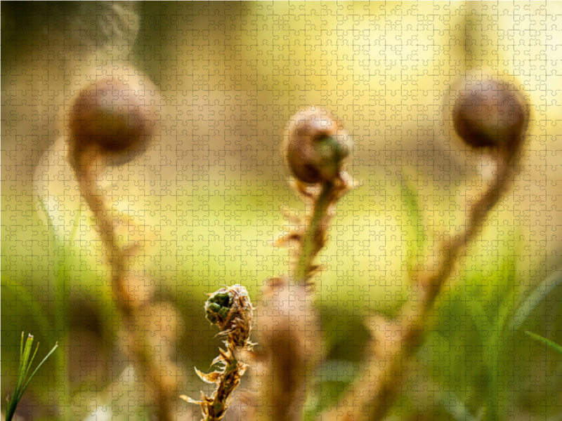 Wurmfarn (Dryopteris filix-mas)