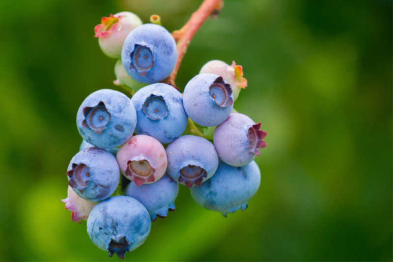 Ein Motiv aus dem Kalender Superfood Blaubeere. Ich esse gerne Heidelbeeren!