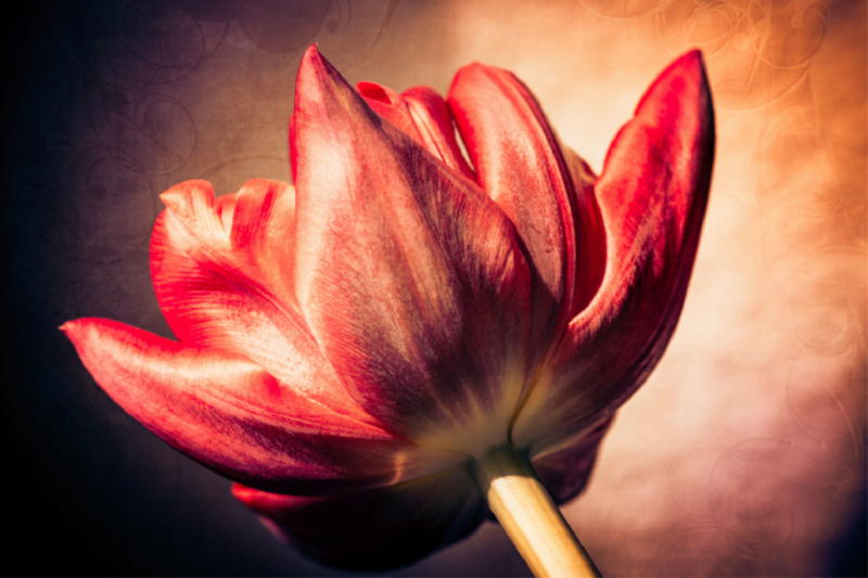 Tulpenblüte, rot