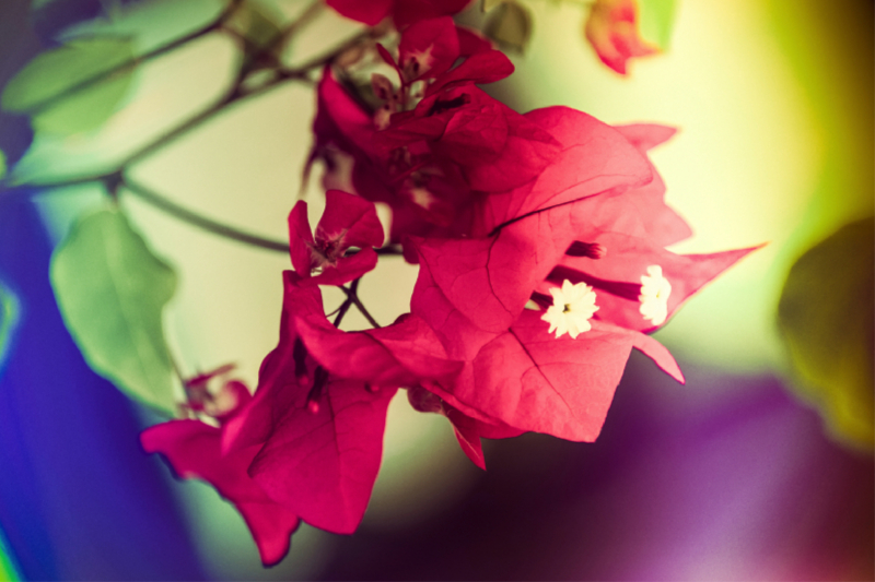 Bougainvillea Blüten, pink