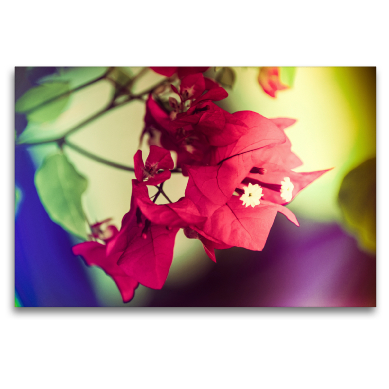 Bougainvillea Blüten, pink