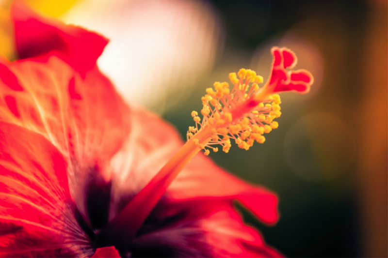 Hibiskus-Blüte, rot