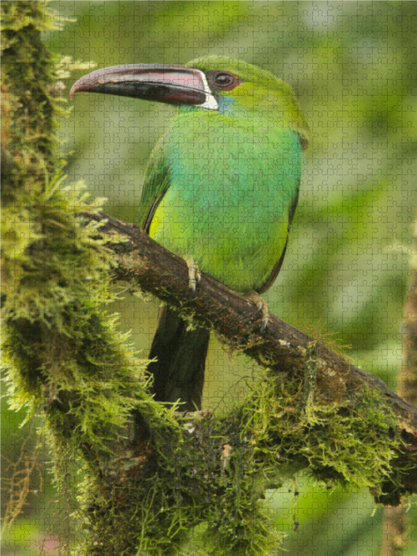 Blutbürzel Arassari (Aulacorhynchus haematopygus)