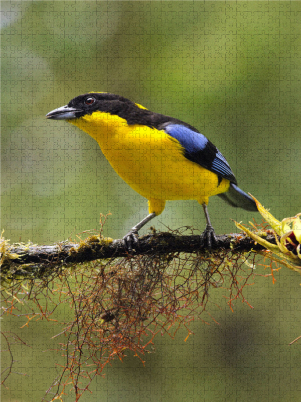 Blauflügeltangare (Tangara cyanoptera)