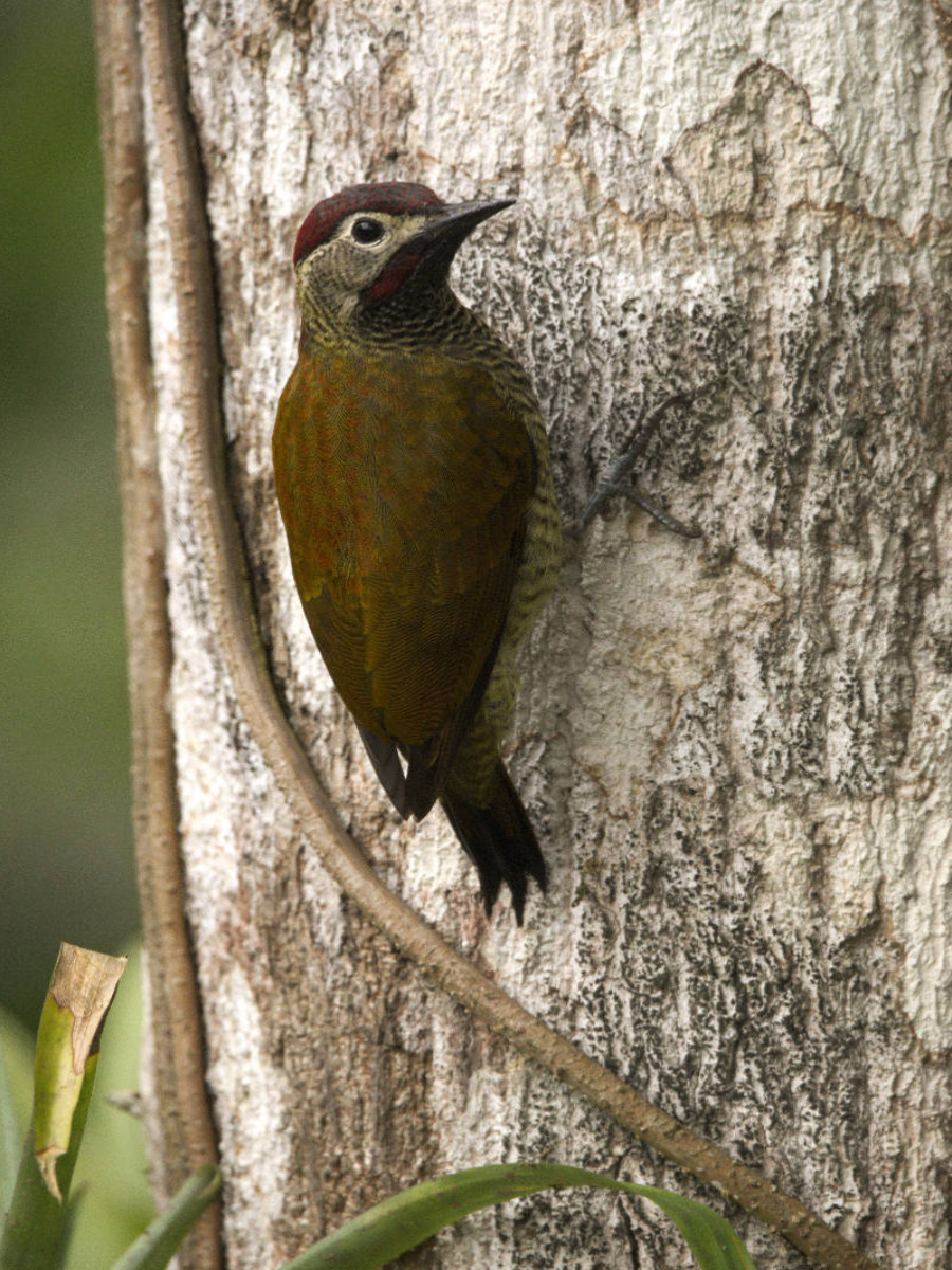 Gelbbauch Specht (Veniliornis dignus)