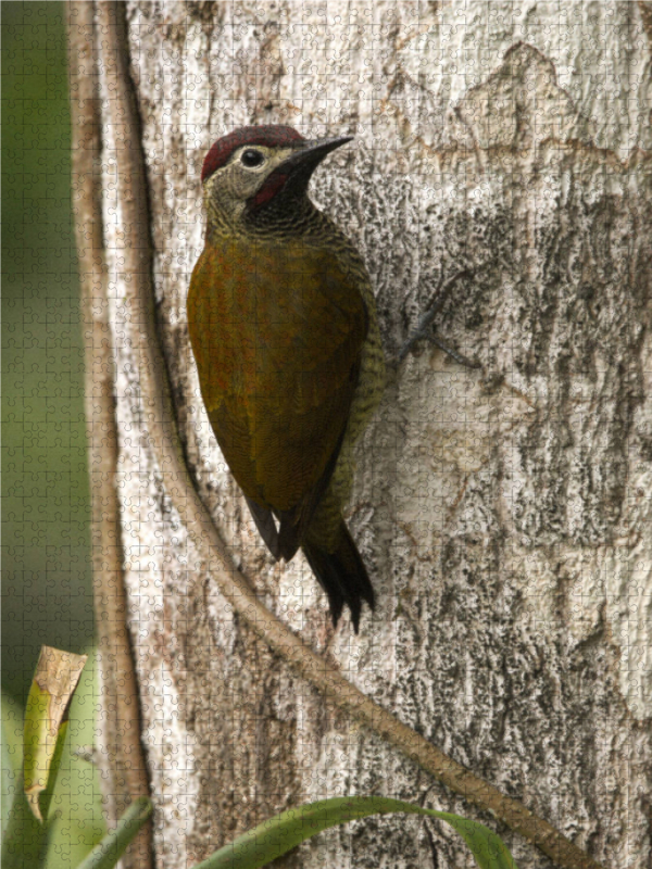 Gelbbauch Specht (Veniliornis dignus)