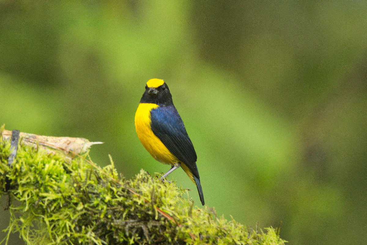 Dickschnabelorganist (Euphonia laniirostris)