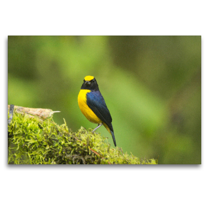 Dickschnabelorganist (Euphonia laniirostris)