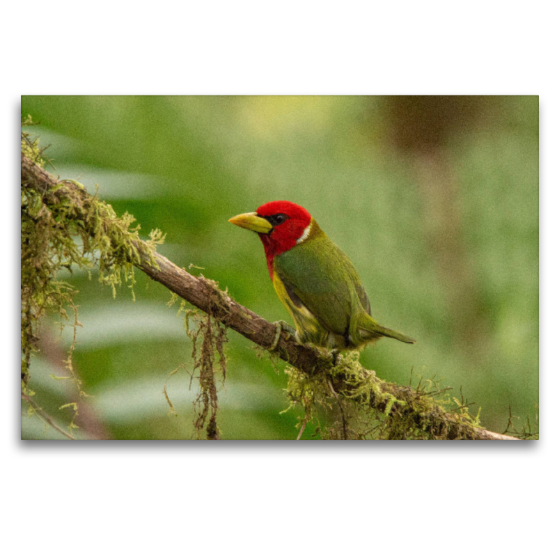 Anden-Bartvogel (Eubucco bourcierii)