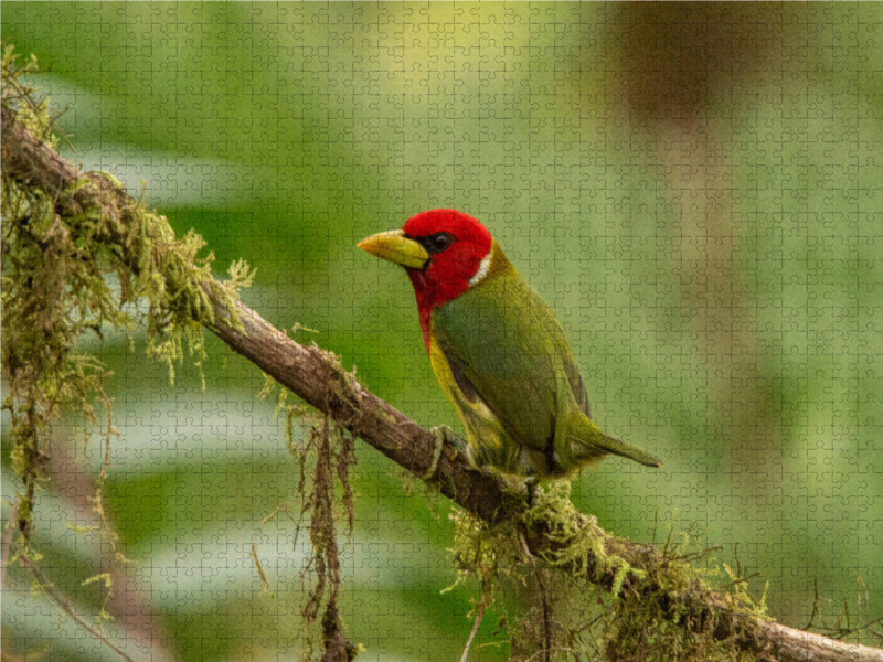 Anden-Bartvogel (Eubucco bourcierii)