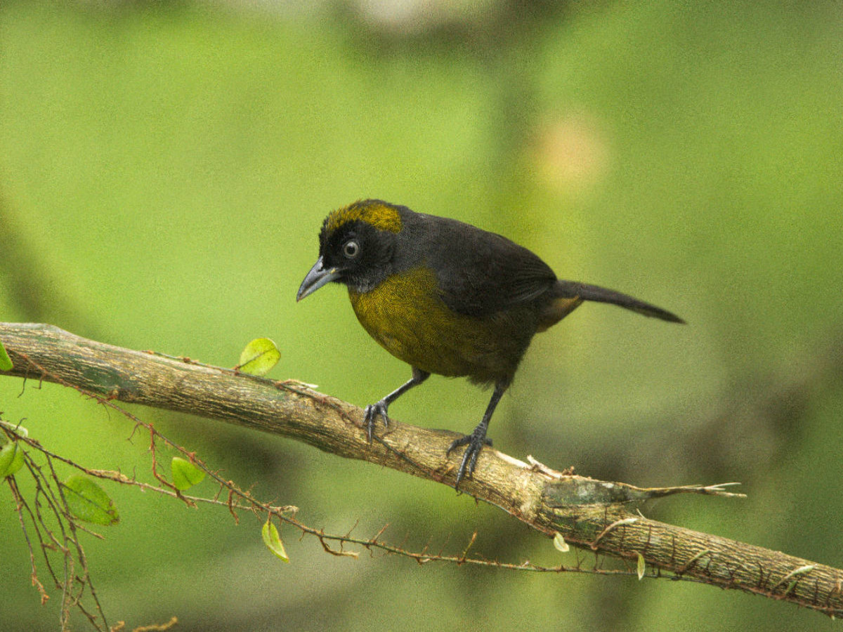 Rußgesichttangare (Mitrospingus cassinii)