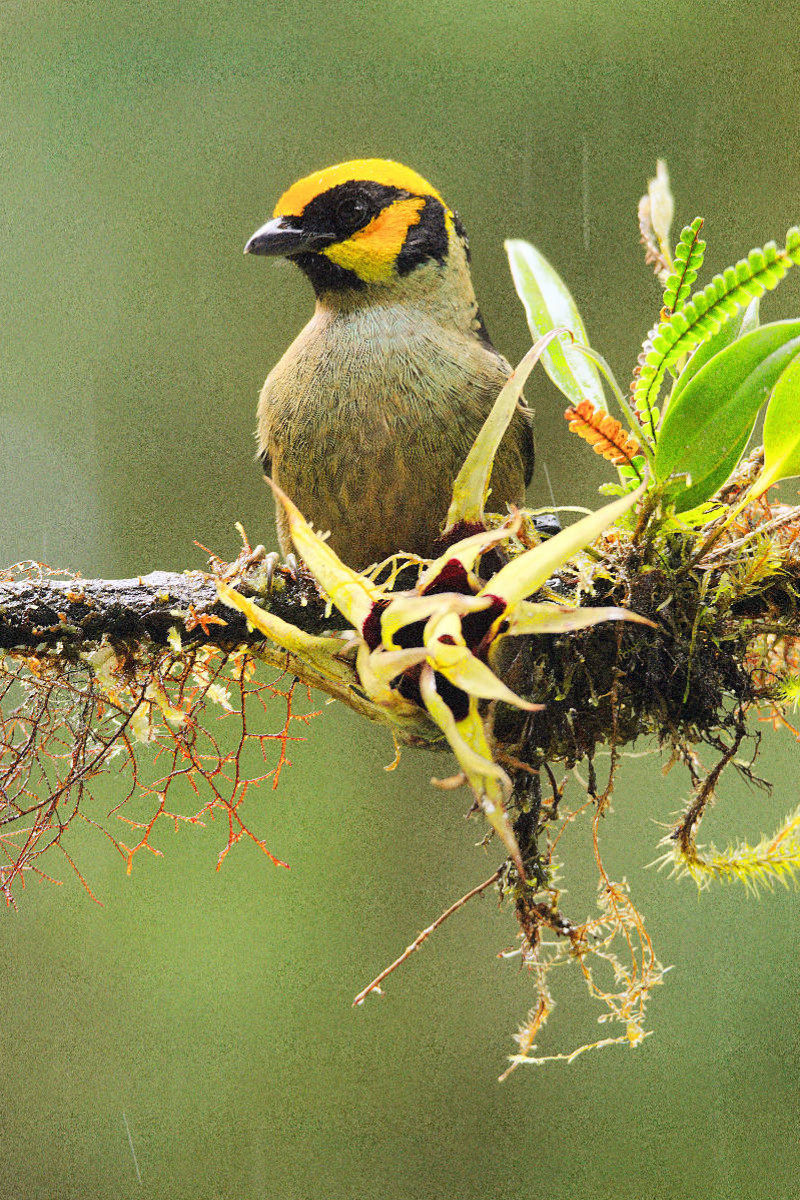 Goldstirntangare (Tangara lunigera)