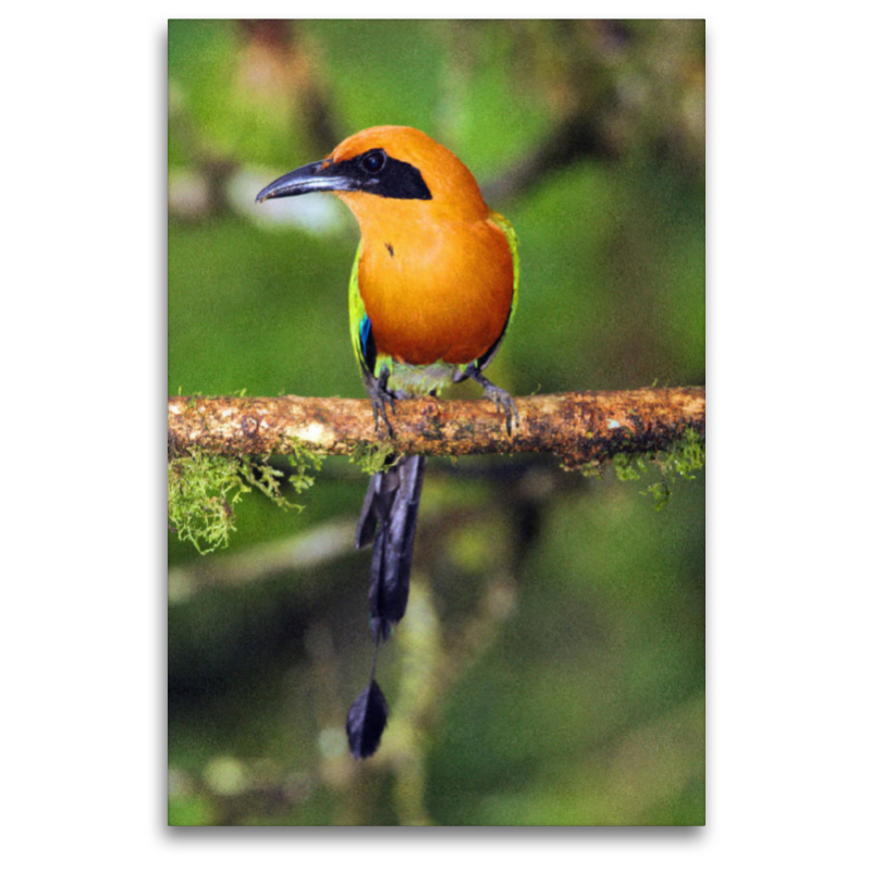 Zimtbrustmotmot (Baryphthengus martii)