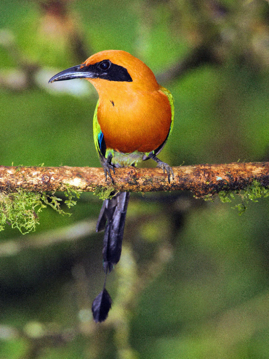 Zimtbrustmotmot (Baryphthengus martii)