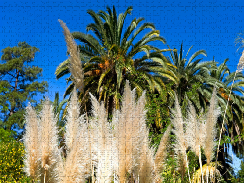 Cortaderia selloana (Pampasgras)